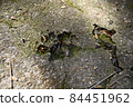 Dog footprint 84451962