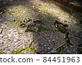 Dog footprint 84451963