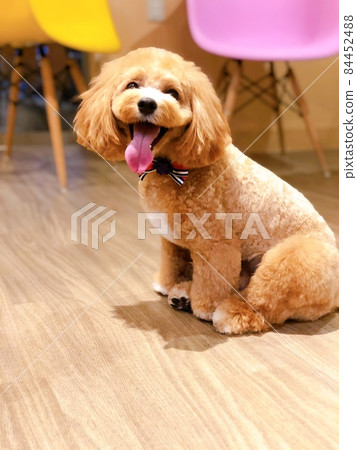 Trimming A mixed dog (Maltipoo) with a very smiling face when picking up ① 84452488