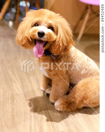 Trimming A mixed dog (Maltipoo) with a smile when picking up ② 84452489