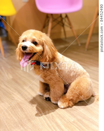 Trimming A mixed dog (Maltipoo) with a very smiling face when picking up ③ Trimming A mixed dog (Maltipoo) with a very smiling face when picking up ③ 84452490