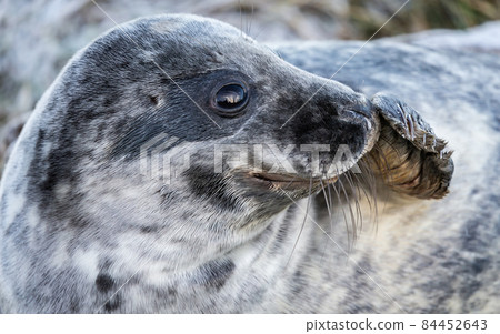 Grey Seal Pup Grey Seal Pup 84452643