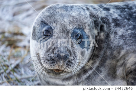 Grey Seal Pup Grey Seal Pup 84452646