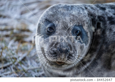 Grey Seal Pup 84452647