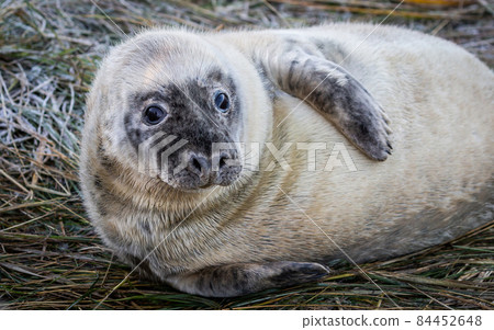 Grey Seal Pup Grey Seal Pup 84452648