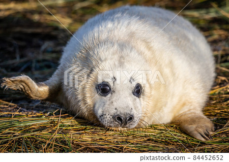 Grey Seal Pup Grey Seal Pup 84452652