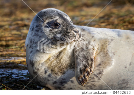 Grey Seal Pup Grey Seal Pup 84452653