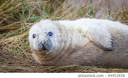 Grey Seal Pup Grey Seal Pup 84452656