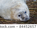 Grey Seal Pup 84452657