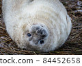 Grey Seal Pup 84452658