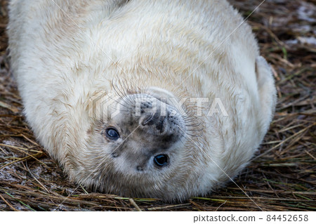 Grey Seal Pup Grey Seal Pup 84452658