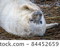 Grey Seal Pup 84452659