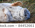 Grey Seal Pup 84452661