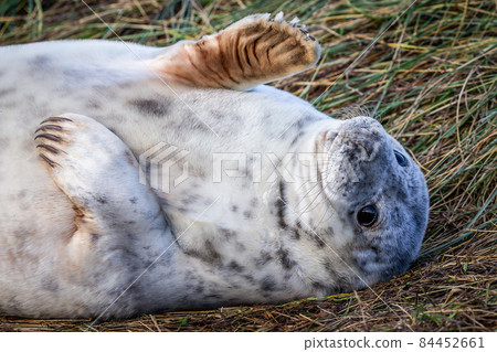 Grey Seal Pup 84452661