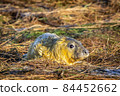 Grey Seal Pup 84452662