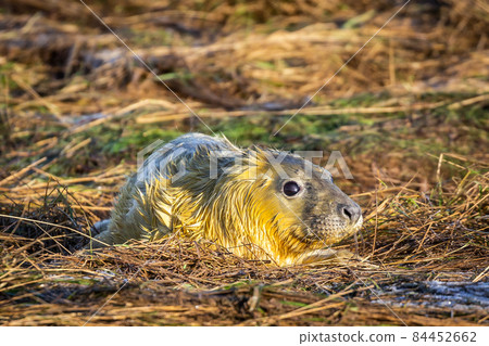 Grey Seal Pup Grey Seal Pup 84452662