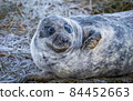 Grey Seal Pup 84452663
