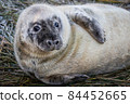 Grey Seal Pup 84452665