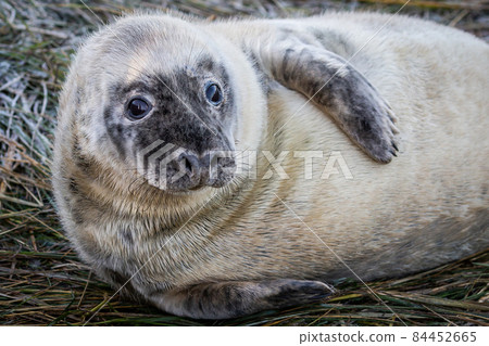 Grey Seal Pup Grey Seal Pup 84452665
