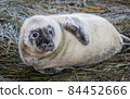 Grey Seal Pup 84452666