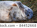 Grey Seal Pup 84452668