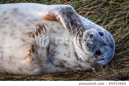 Grey Seal Pup Grey Seal Pup 84452668