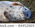 Grey Seal Pup 84452669