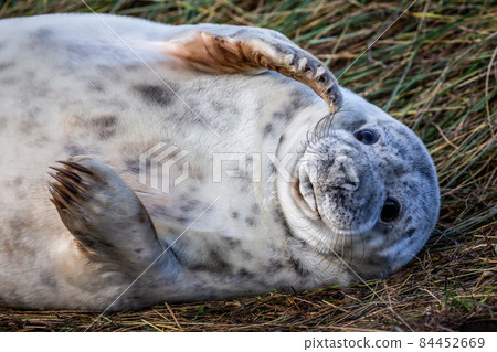 Grey Seal Pup Grey Seal Pup 84452669