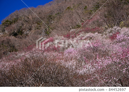 梅花盛開 84452697