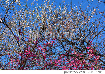 梅花盛開 84452705