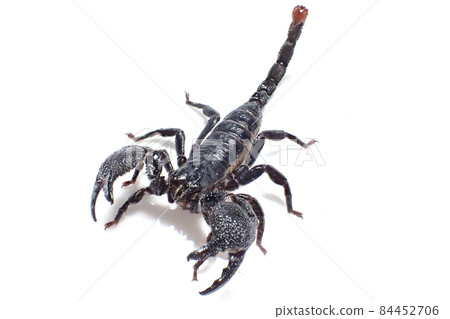 皇帝蝎子 Pandinus 獨裁者 84452706