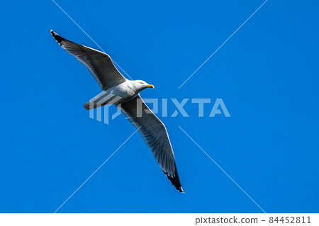 The European Herring Gull, Larus argentatus is a large gull The European Herring Gull, Larus argentatus is a large gull 84452811