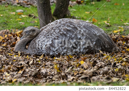 Darwin's rhea, Rhea pennata also known as the lesser rhea. 84452822