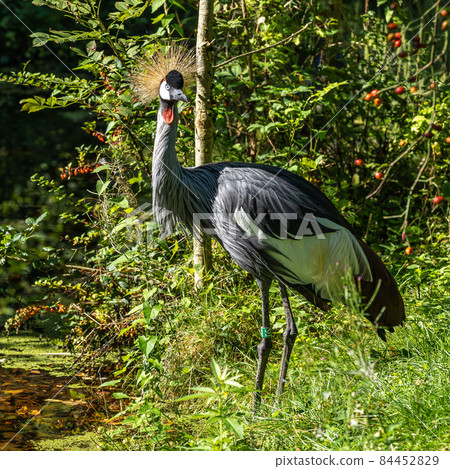Black Crowned Crane, Balearica pavonina in a park Black Crowned Crane, Balearica pavonina in a park 84452829