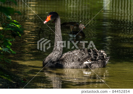 Black Swan, Cygnus atratus in a german nature park Black Swan, Cygnus atratus in a german nature park 84452854