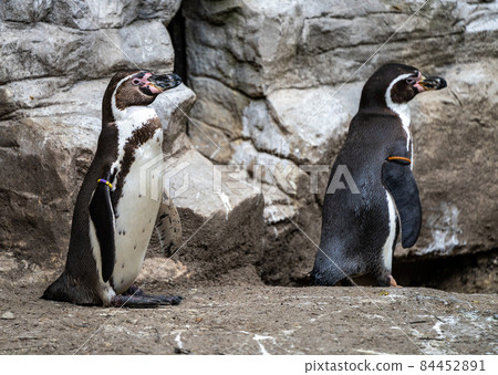 Humboldt Penguin, Spheniscus humboldti in a park 84452891