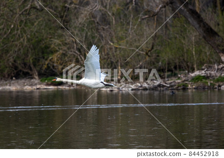 Mute swan, Cygnus olor flying over a lake in the English Garden in Munich, Germany Mute swan, Cygnus olor flying over a lake in the English Garden in Munich, Germany 84452918