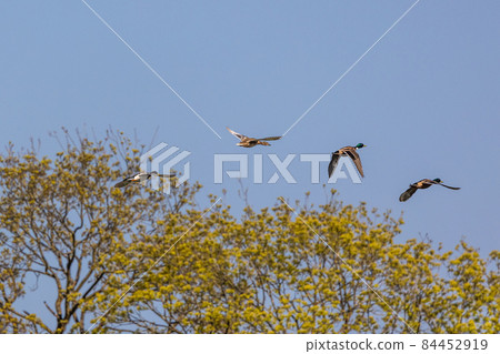 Wild duck or mallard, Anas platyrhynchos flying over a lake in Munich, Germany Wild duck or mallard, Anas platyrhynchos flying over a lake in Munich, Germany 84452919