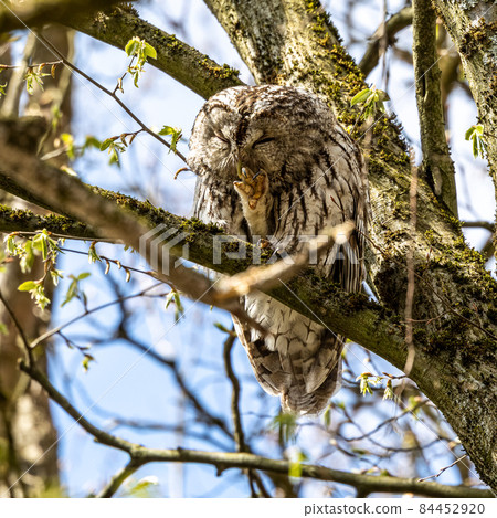 Juvenile tawny owl, Strix aluco perched on a twig 84452920