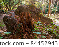 Rock 84452943