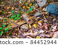 Environmental pollution 84452944