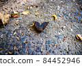 Moth 84452946