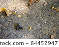 Moth 84452947