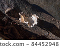 White mushrooms 84452948