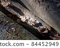 White mushrooms 84452949