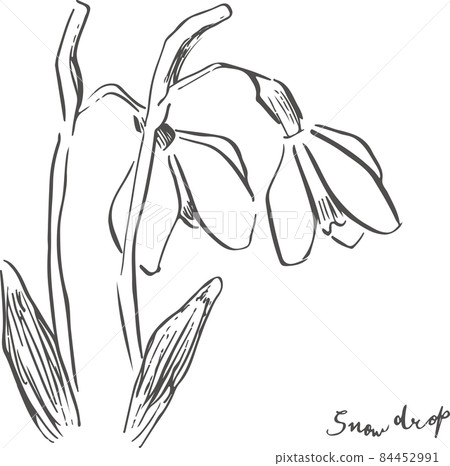 誕生花1 月1 日雪花蓮線條藝術線條藝術 插圖素材 圖庫