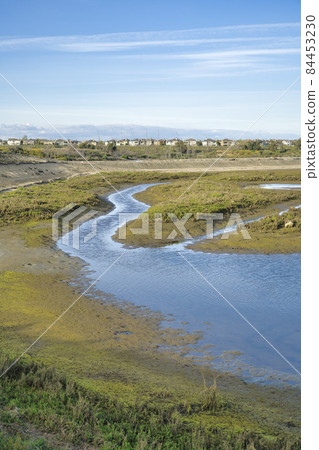 Bolsa Chica Ecological Reserve with shallow water and grassy land landscape 84453230