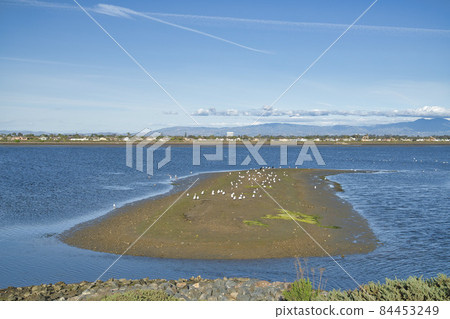 Bolsa Chica Ecological Reserve wetland with endangered species habitat Bolsa Chica Ecological Reserve wetland with endangered species habitat 84453249