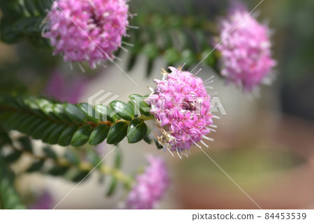 Rosy rice flower Rosy rice flower 84453539
