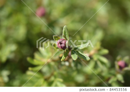 Shrubby Cinquefoil Red Ace 84453556